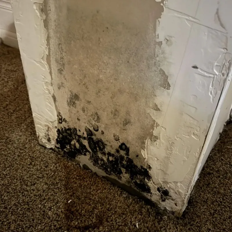 Professional Mold Removal in North Canton, OH